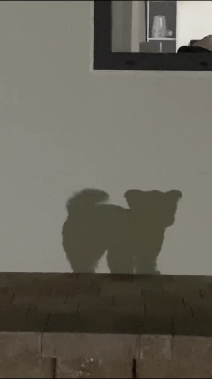 好阔爱的狗狗呀,就连影子也这么好看!