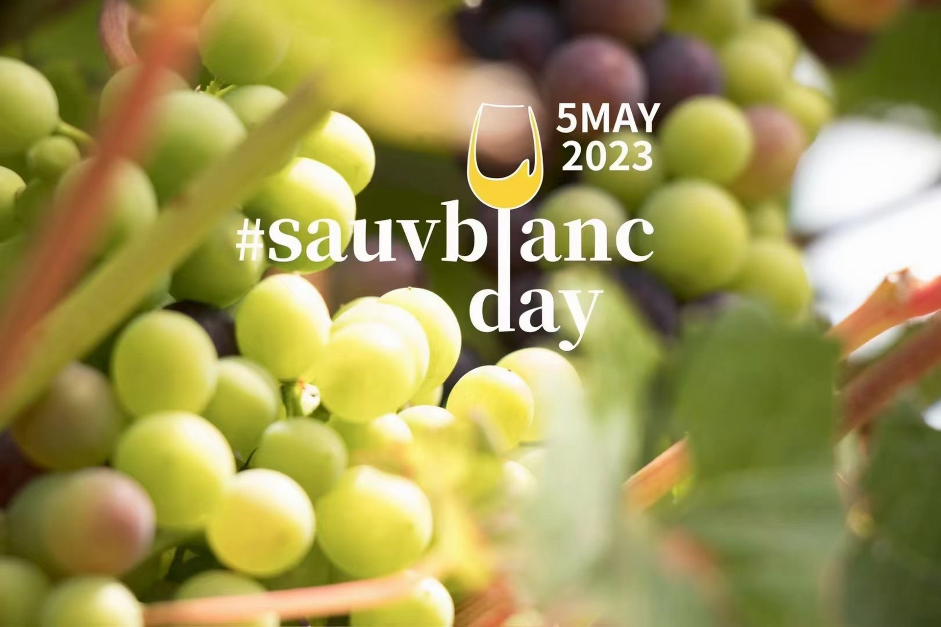 国际长相思日 323339343733303938343330