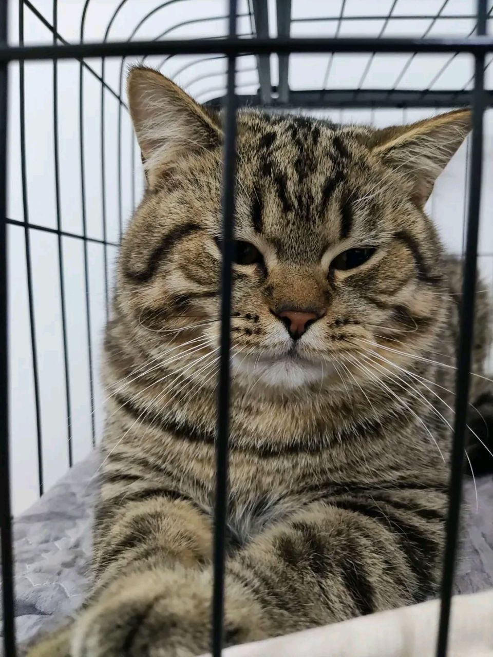 我朋友养了1年的猫说是虎斑猫,我咋觉得这是花狸猫呢,有啥区别呢,懂的