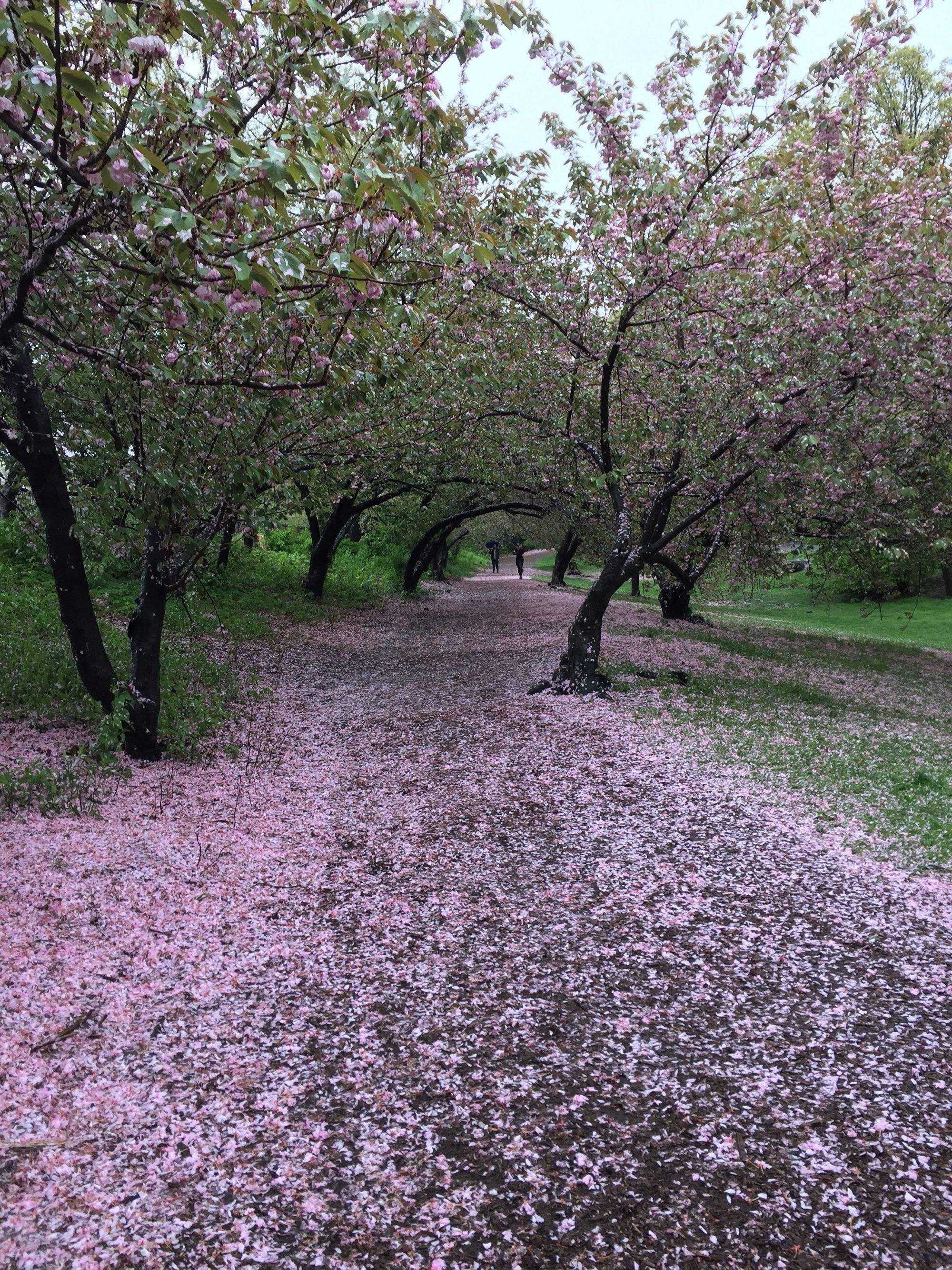 落红不是无情物,化作春泥更护花