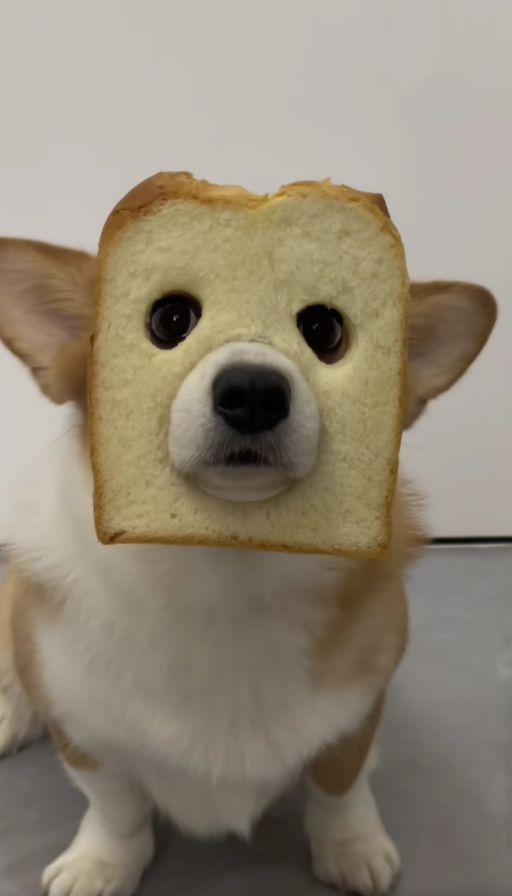 面包狗表情包肯定图片