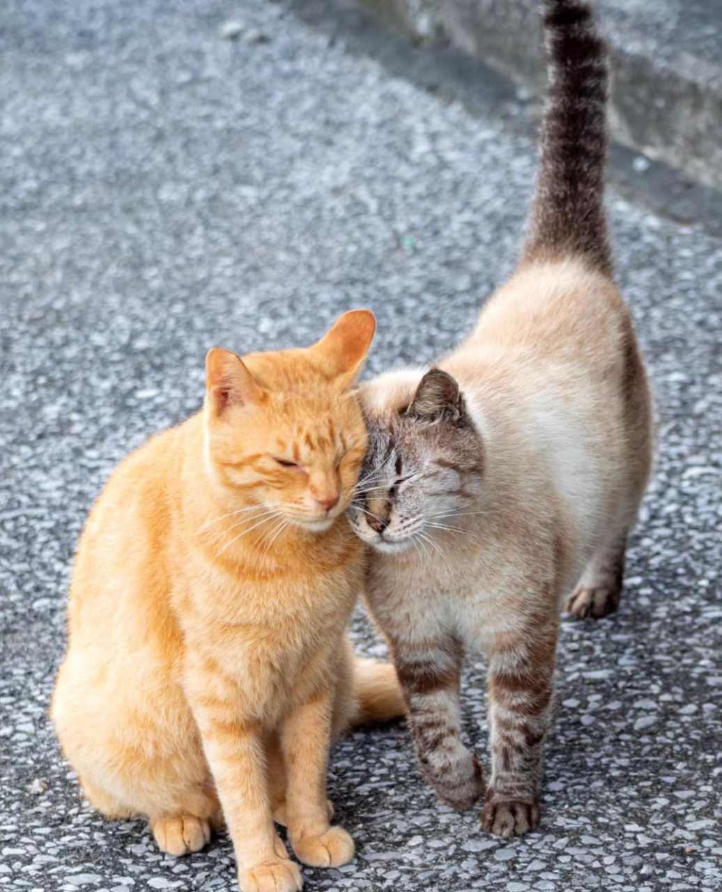 两只小猫咪喜欢亲亲  感情好好呀