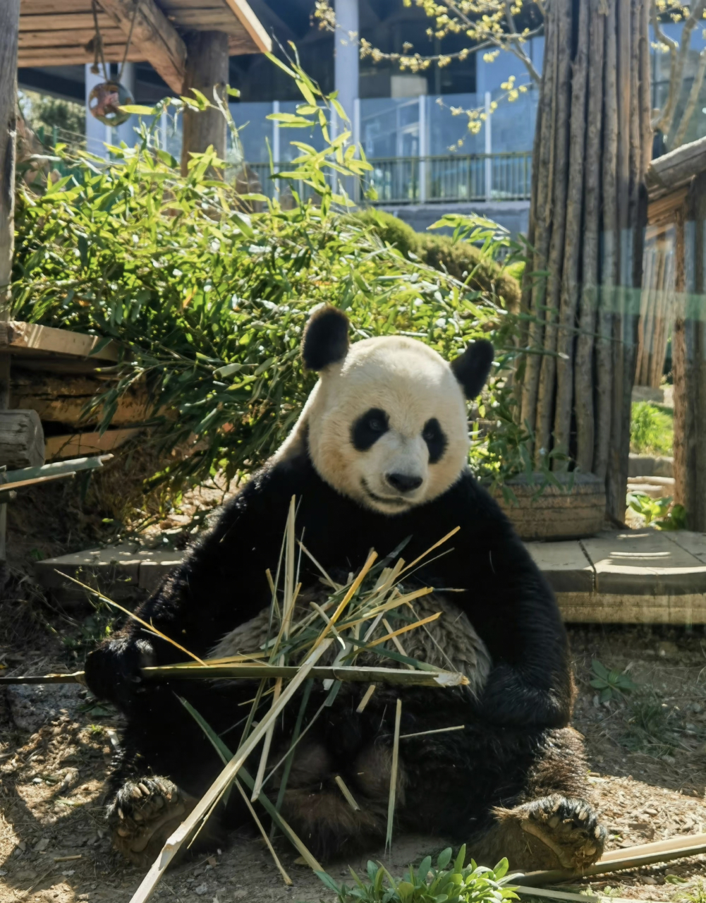 金虎总能和周围环境浑然一体,毫无违和感!