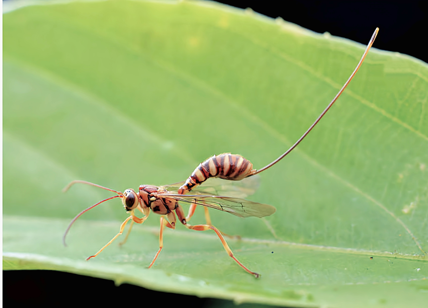每天认识一种昆虫——姬蜂 姬蜂是膜翅目,姬蜂科昆虫,我国约有7000种