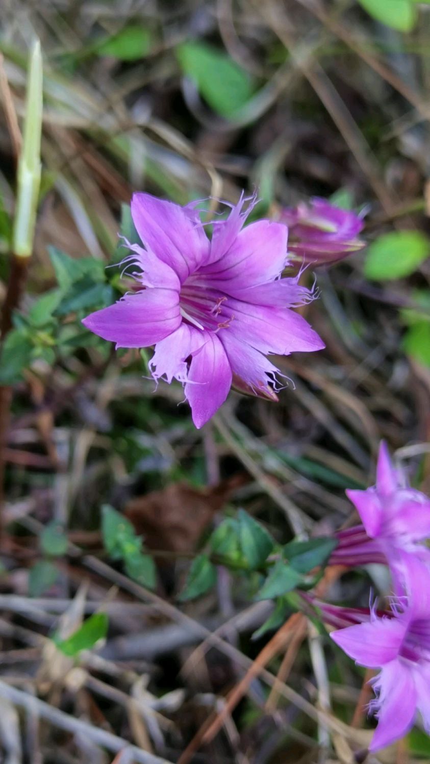 小龙胆草,到底有多苦,莲黄连见了他,都要逊三分～-度小视