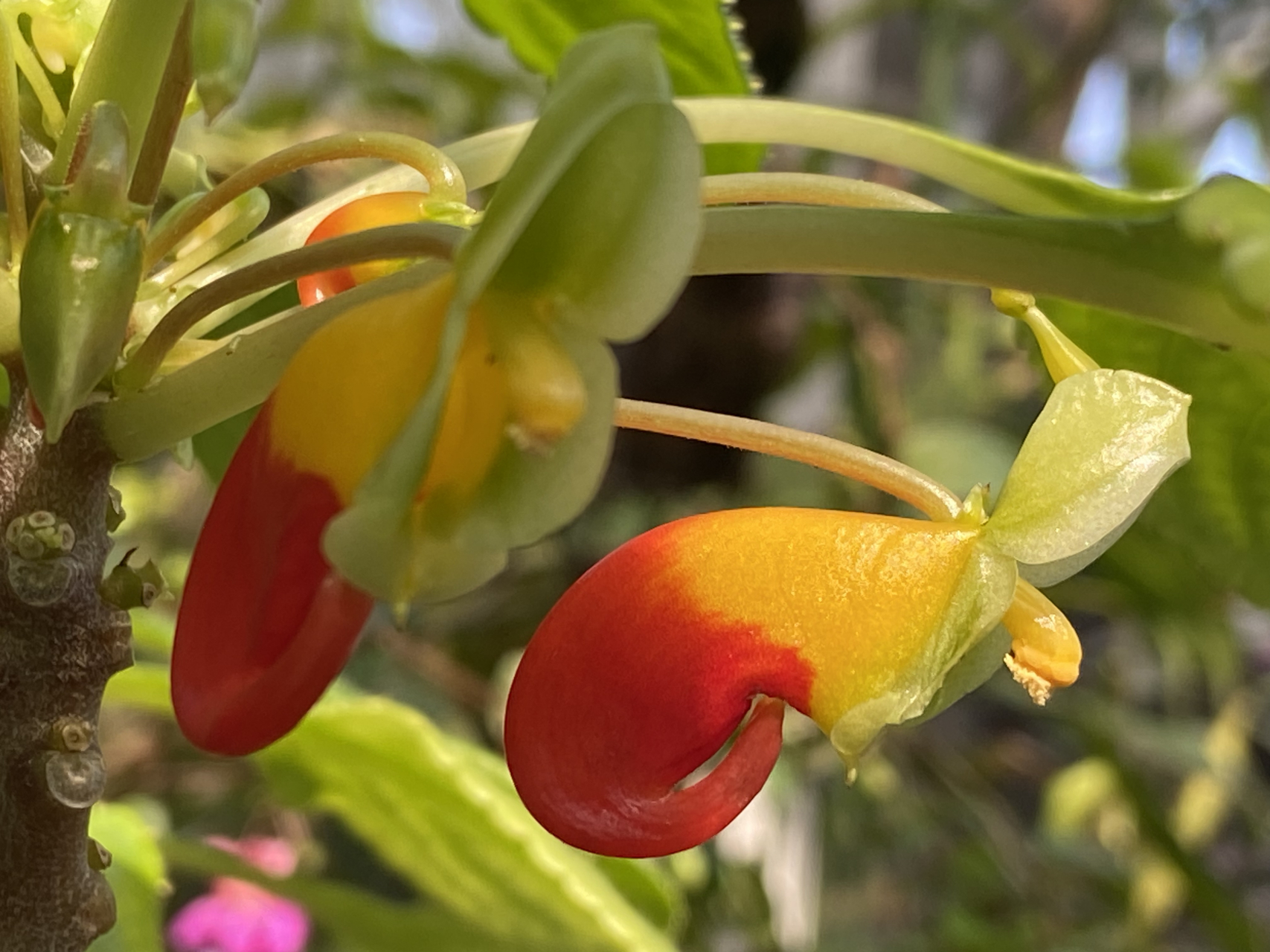 唯一的一颗刚果鹦鹉嘴凤仙,似乎一尘不变.