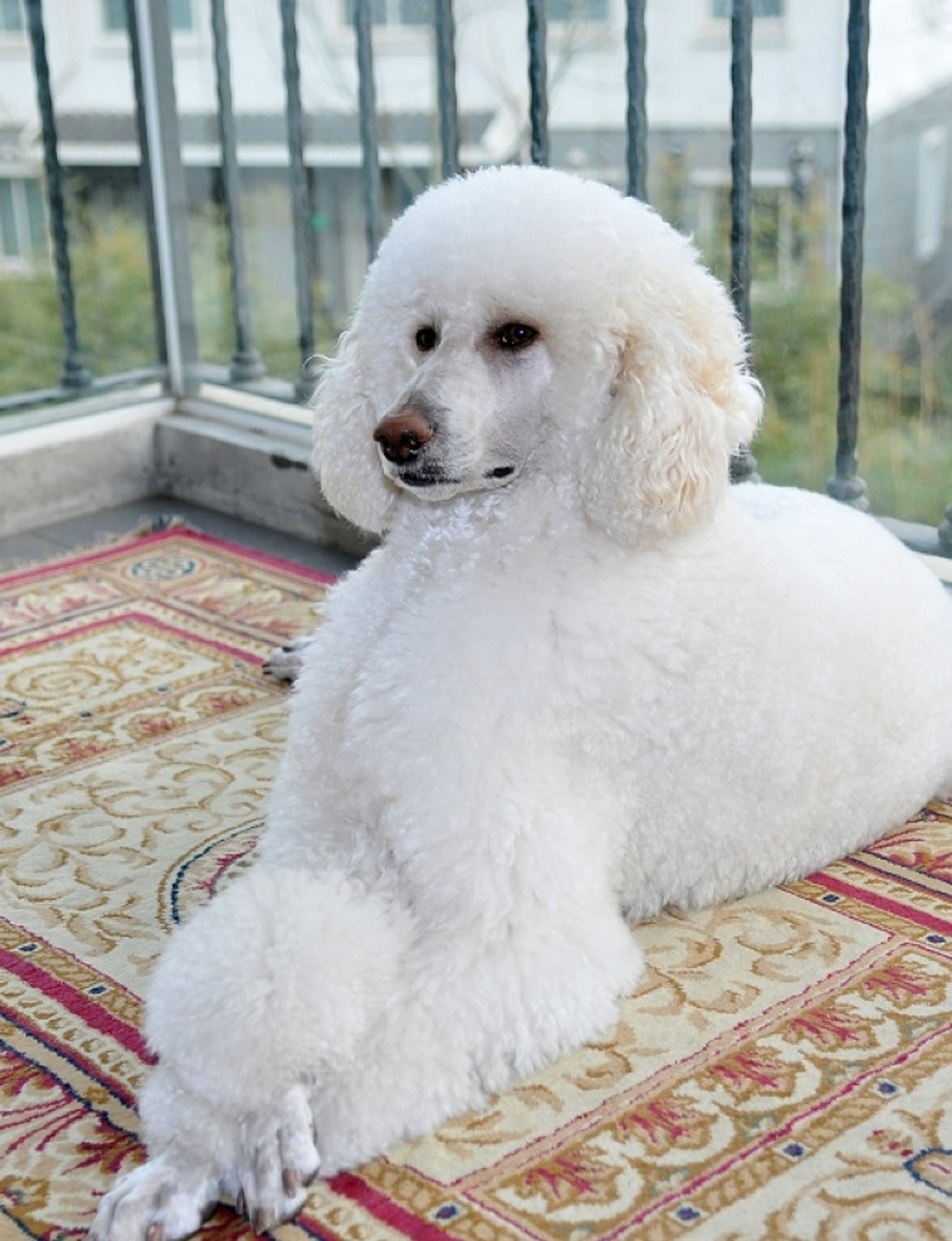 贵妃犬,看着就很高贵的样子