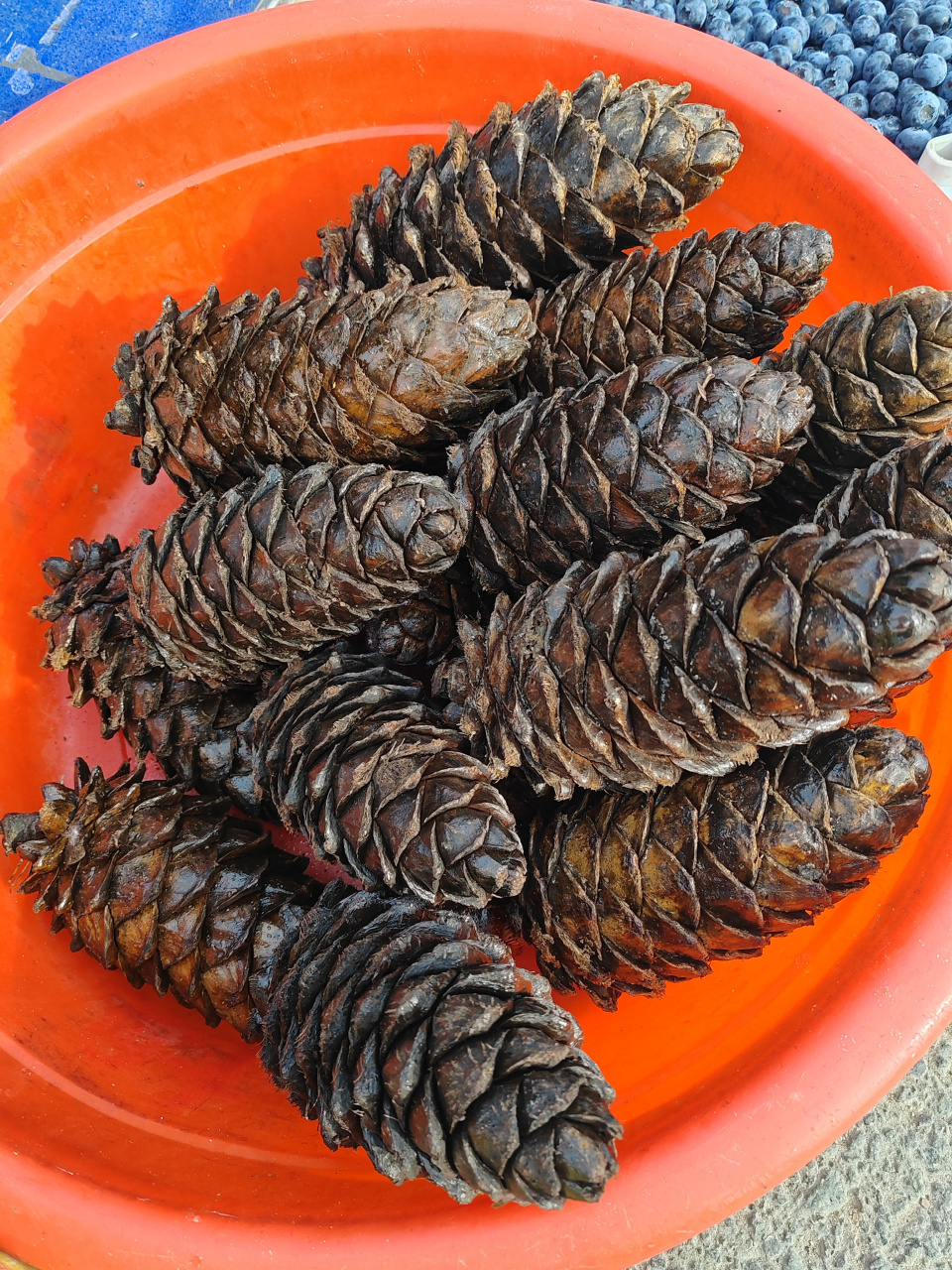 这是俄罗斯红松松塔,这边马尾松的松子稍微小点.