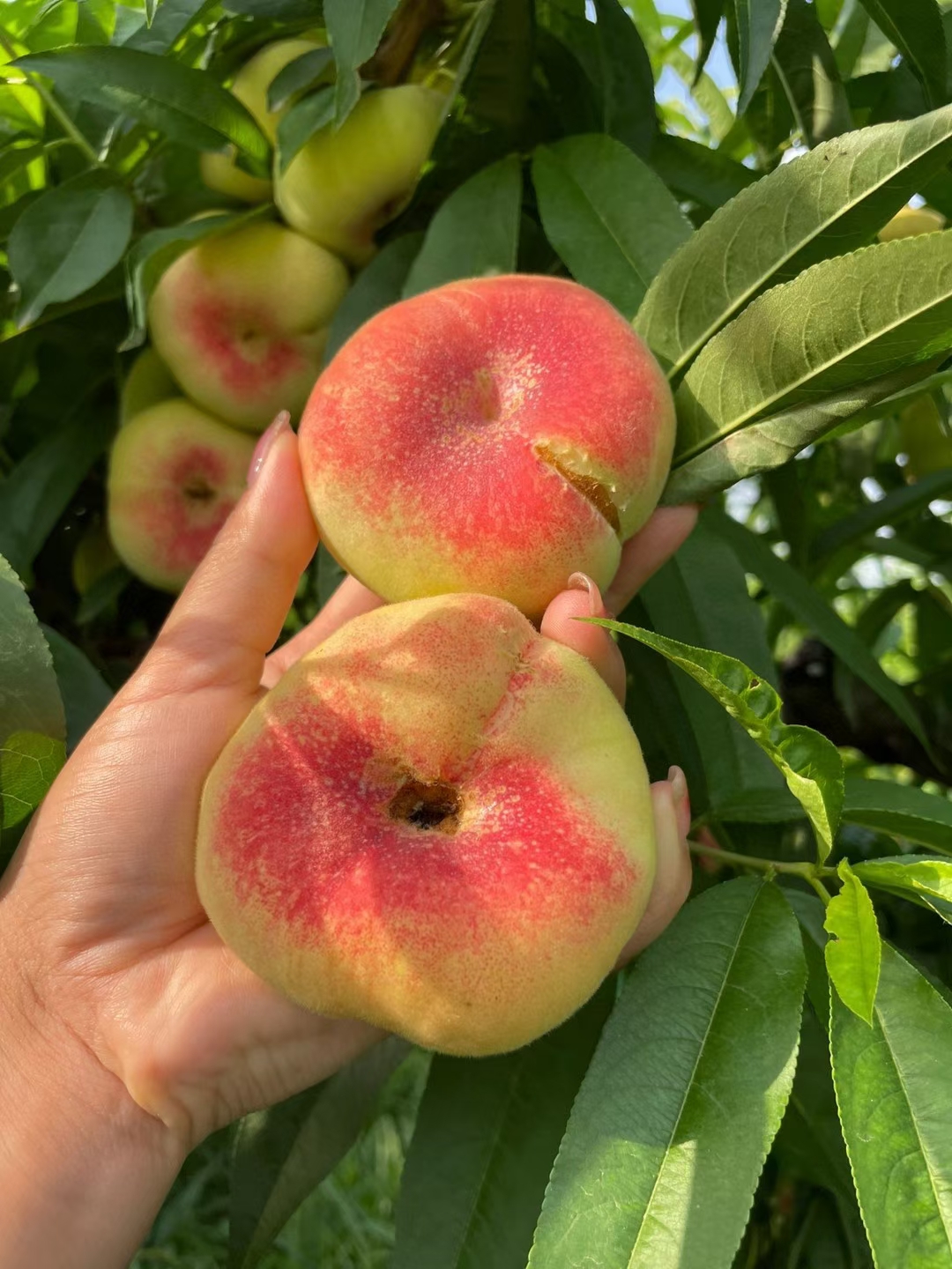 陕西大荔毛蟠桃最后一天接单了,明天下架再想吃就得等明年了