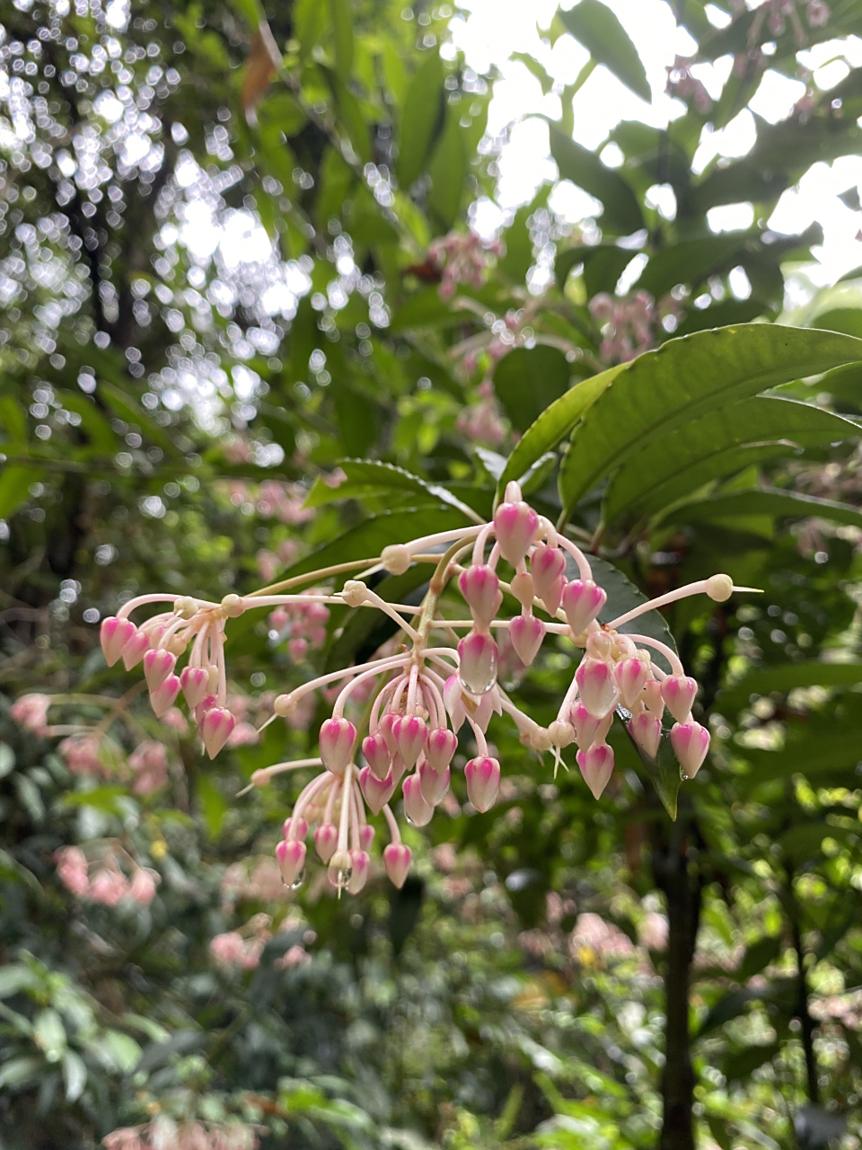 某种野生紫金牛植物