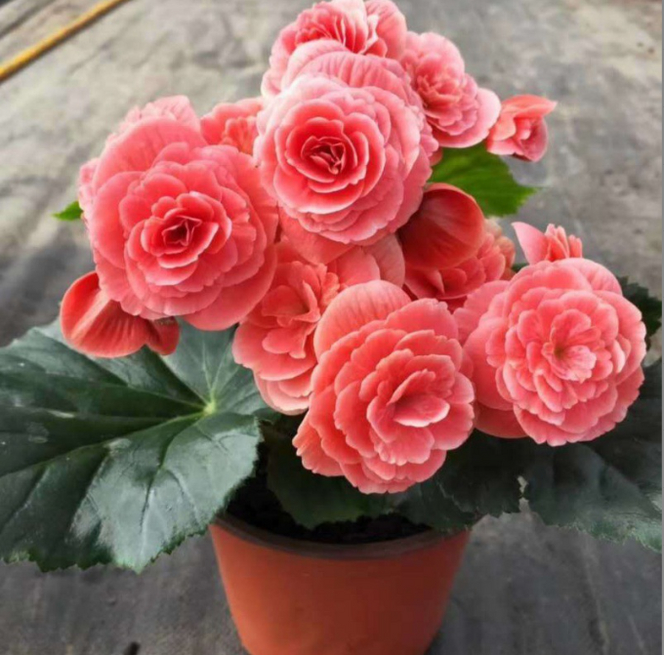 夫妻海棠花具有观赏和丰富文化内涵,可通过扦插进行繁殖.