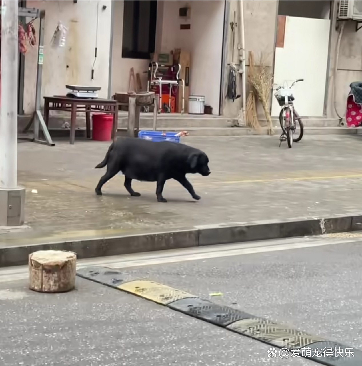 网友:马路边看到的,也不知道谁家猪跑丢了
