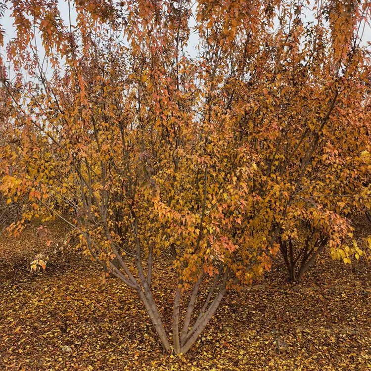 丛生茶条槭价格(丛生茶条槭多少钱)(丛生茶条槭报价表)