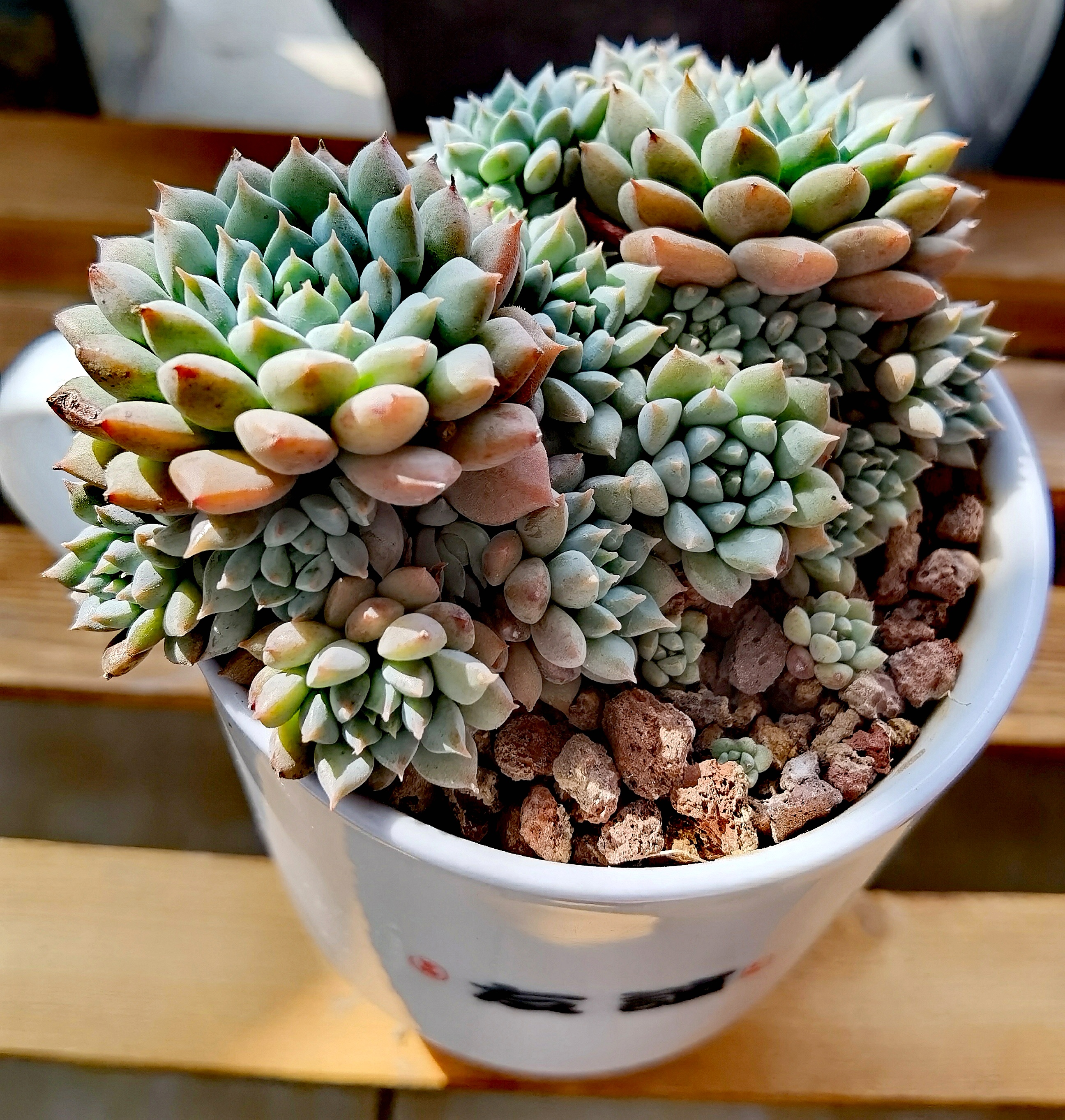 养花种菜小分队# #多肉植物# 看看我养了六年多的姬小光(同小蓝衣像