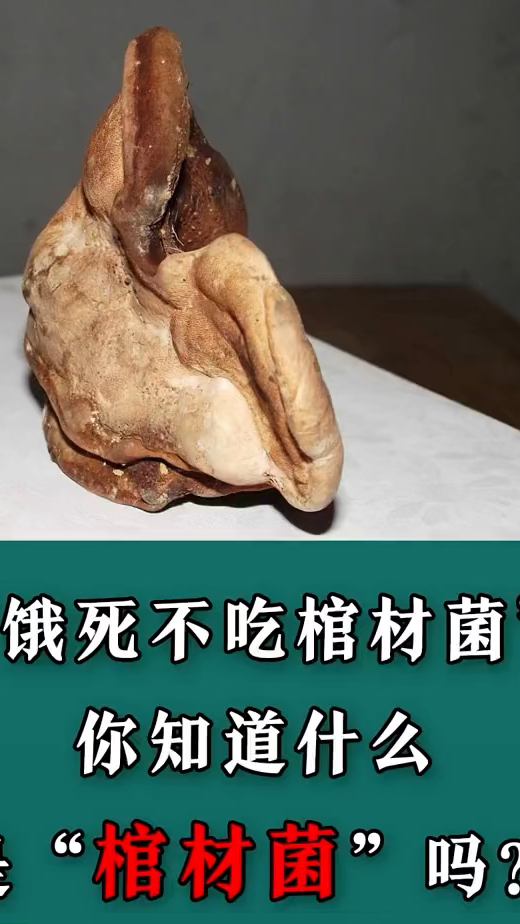 老一辈人说的"饿死不吃棺材菌"你知道什么是"棺材菌"吗?