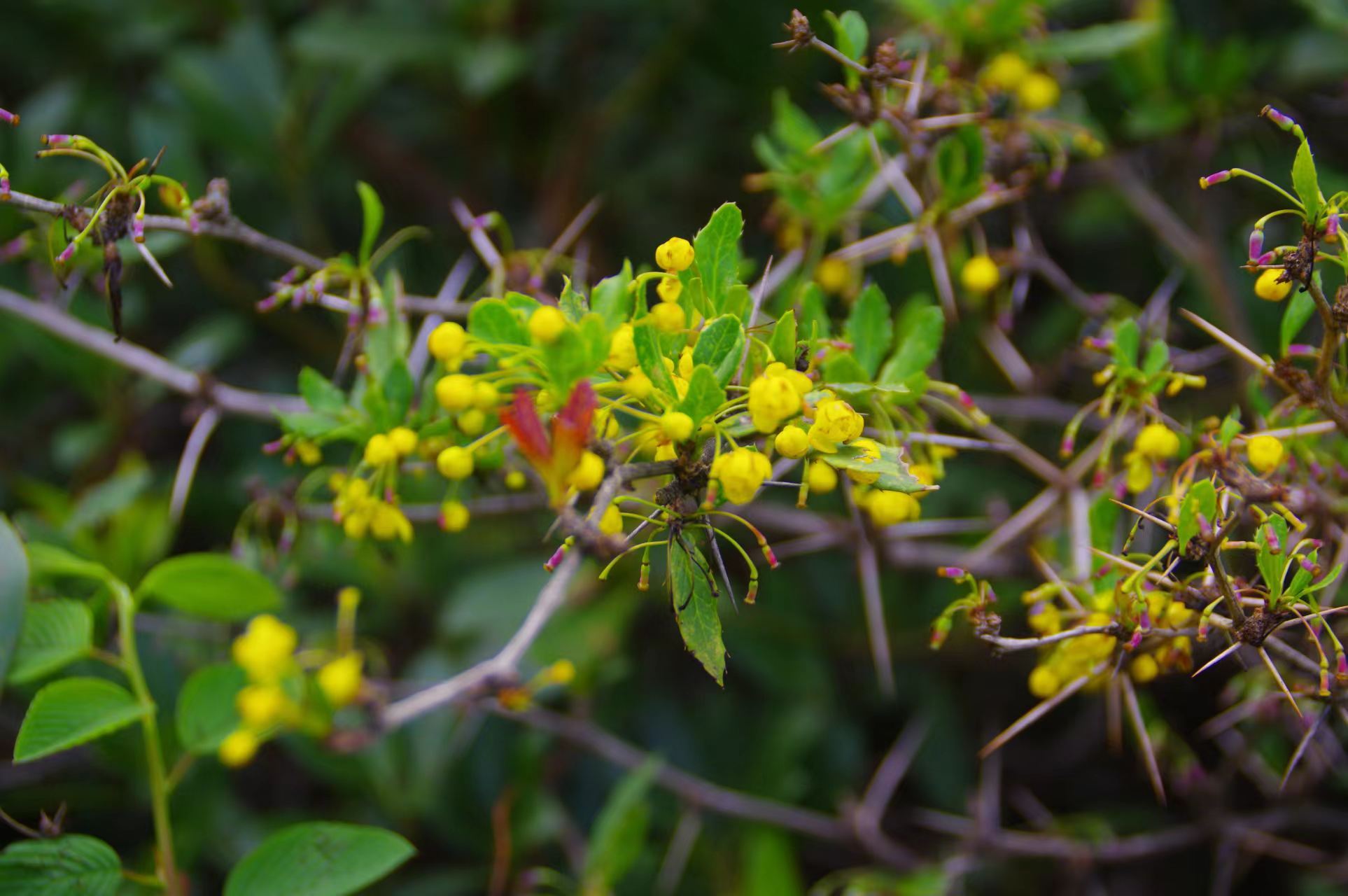 三颗针:民间常用的草药