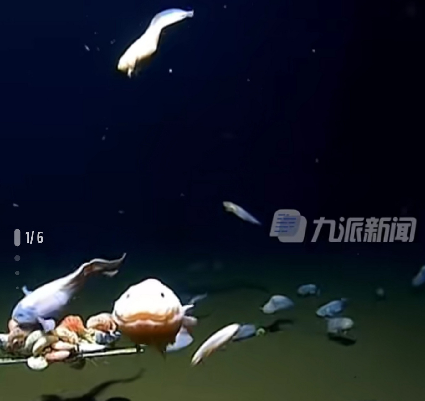 "蜗牛鱼"是迄今为止所纪录到的生活在海底最深处的鱼类!