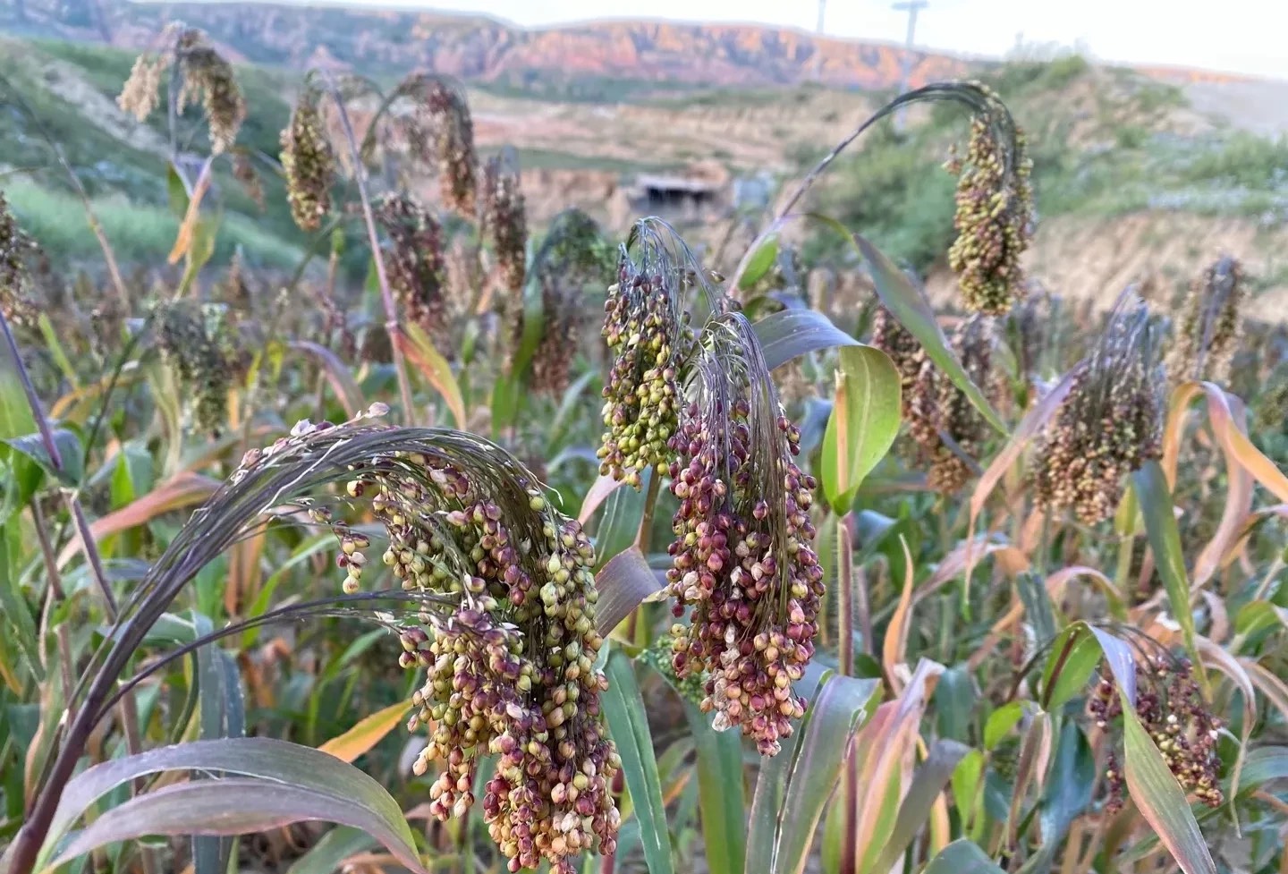不是,肯定不是,高粱从不低头.是黍子吗?是糜子吗?