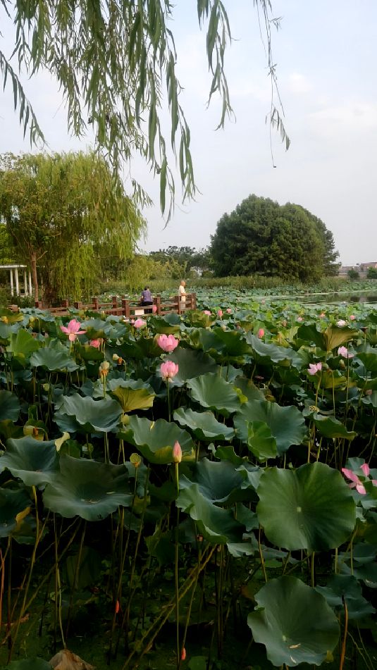 上海宣桥镇海天湖公园