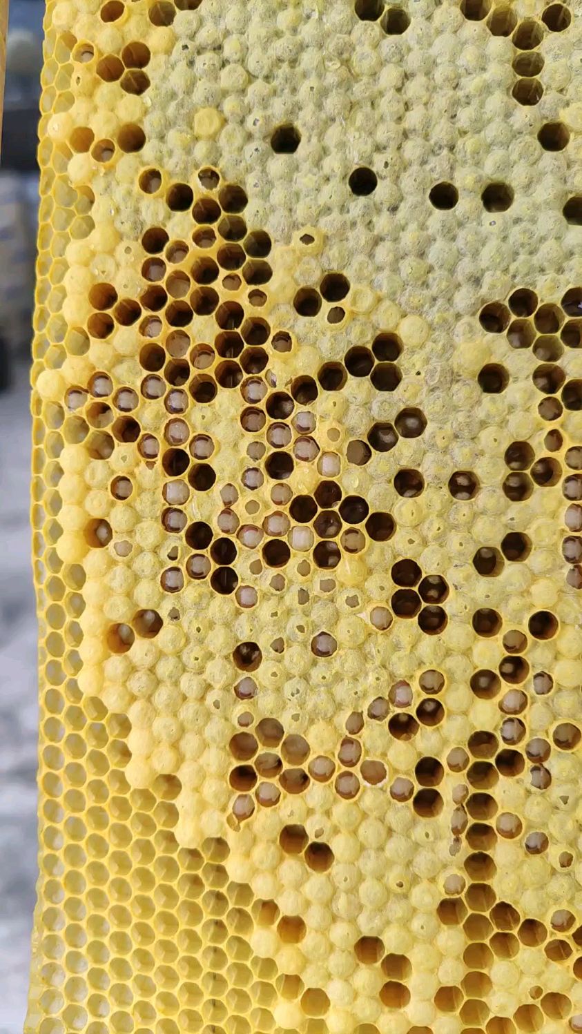 蜜蜂白头蛹烂子怎么处理方法很简单养蜂小伙来教你