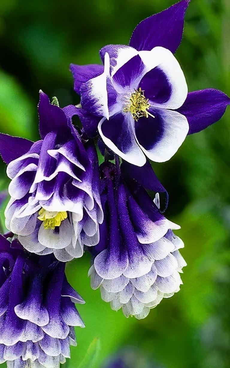 全球最美的花儿,你看过见过?