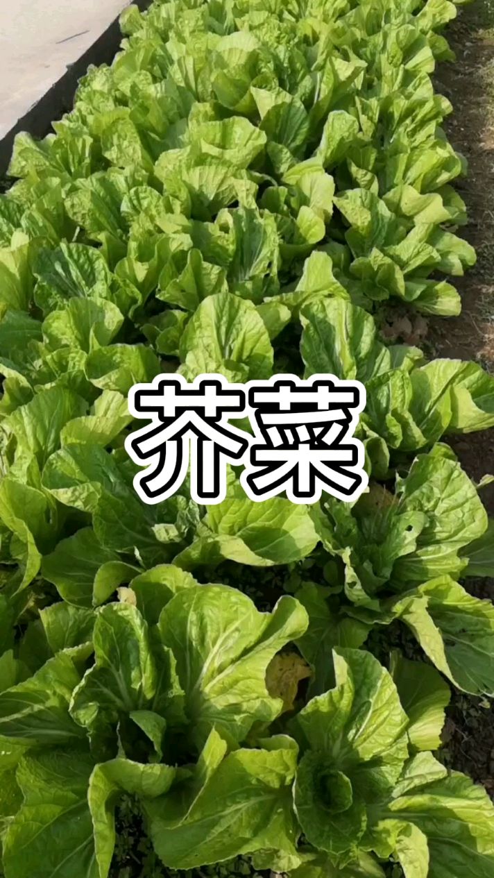 农村里种来做水绿菜的芥菜,不用农药给虫吃的一塌糊涂,但这样的菜更
