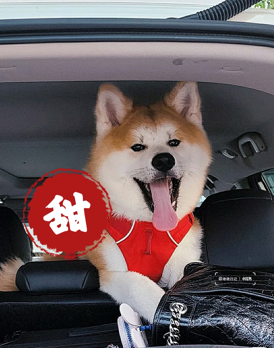 秋田犬表情包合集