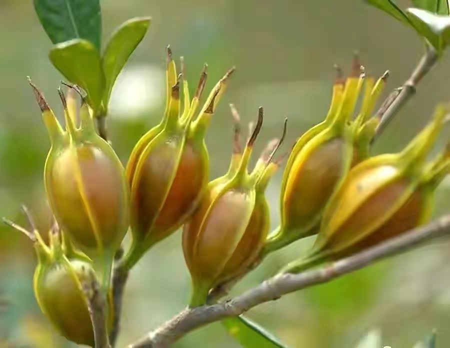 山里稀有的植物"黄栀子,是食品的天然色素,您认识吗