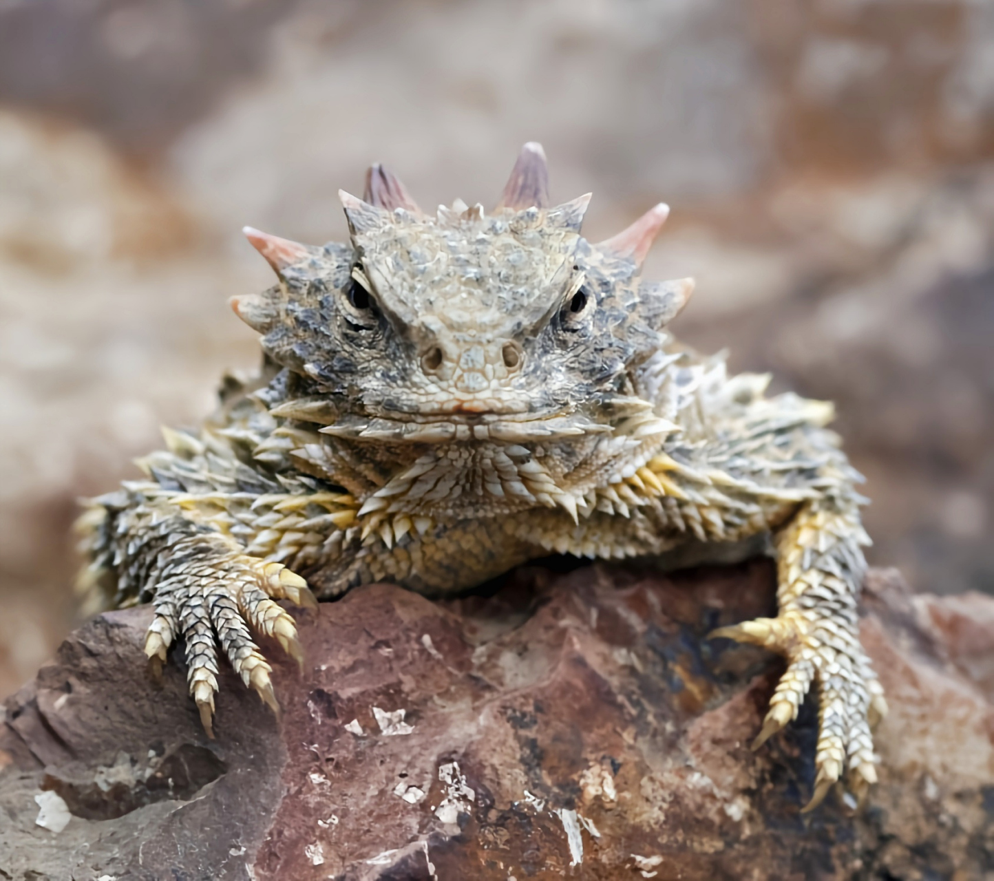 每天认识一种动物——角蟾蜥 角蟾蜥别名冠角蜥,原产于美国,共6个亚种