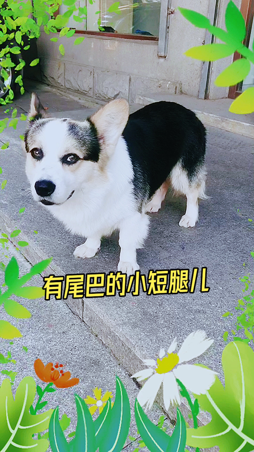 这只没断尾的小柯基,它的名字叫顺子