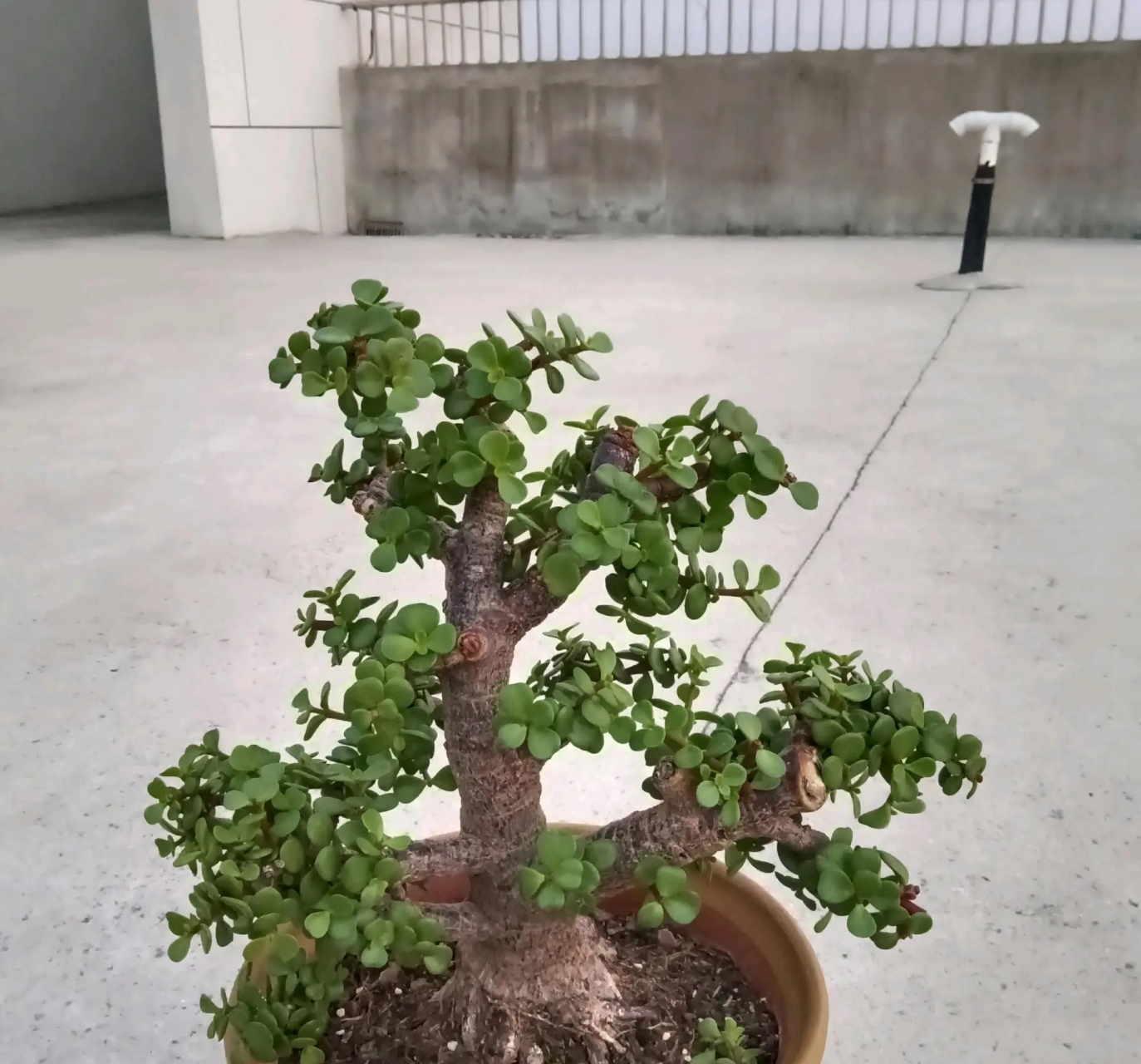 金枝玉叶,全是苍劲的大老桩