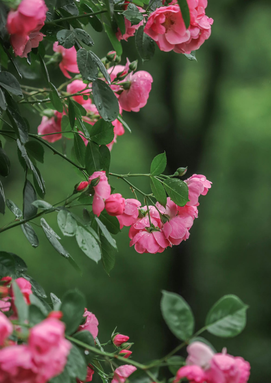 雨中盛放的蔷薇花 67