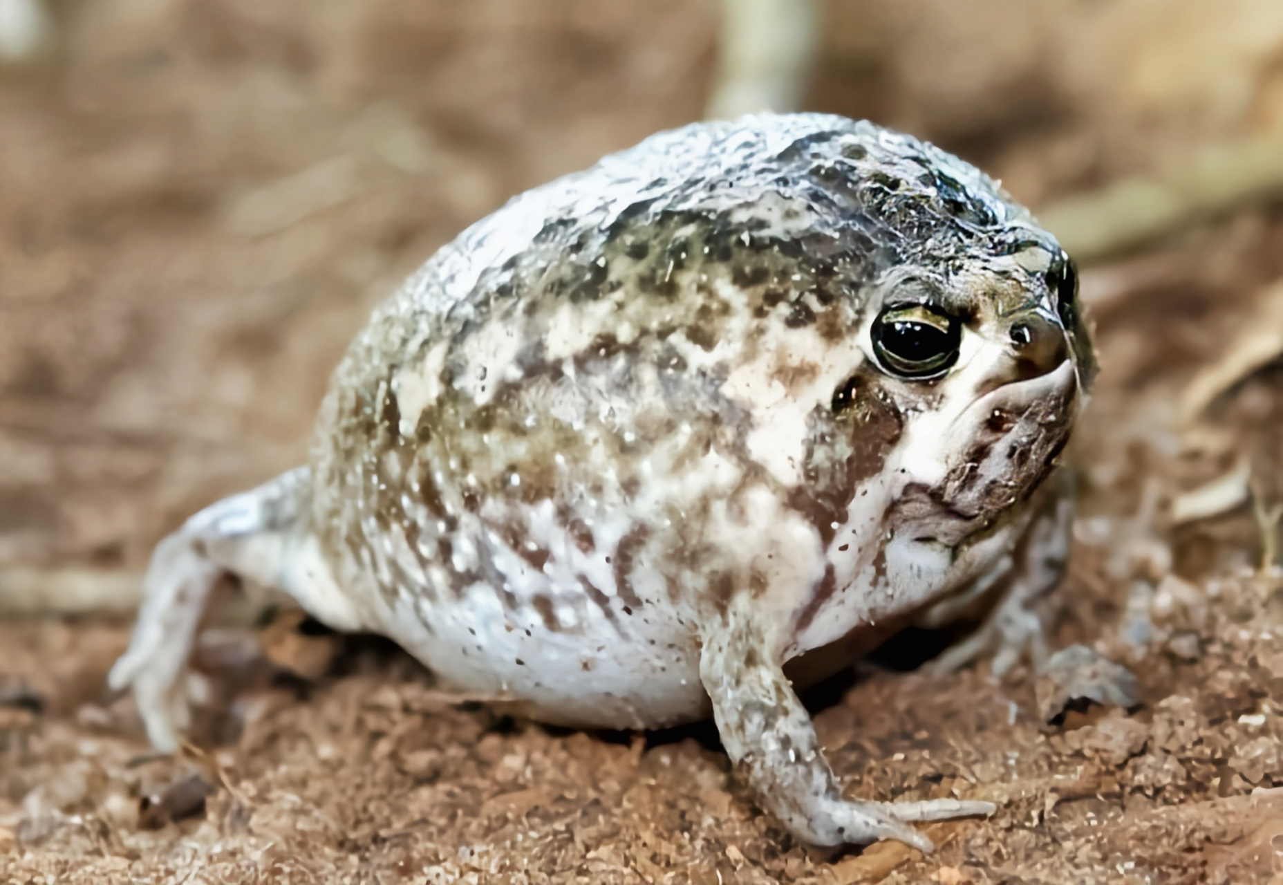 南非沙漠雨蛙别名馒头蛙,生活在非洲热带地区的土中,是一种掘地型蛙类