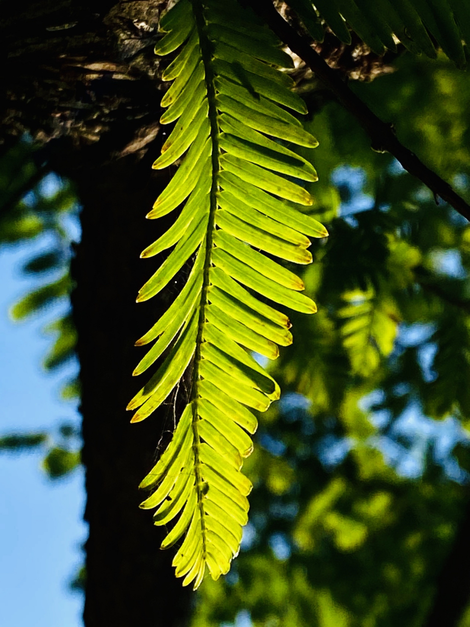 水杉树叶子细长,形似芭蕉扇,叶色翠绿,入秋后叶色渐渐变黄,秋日的水杉