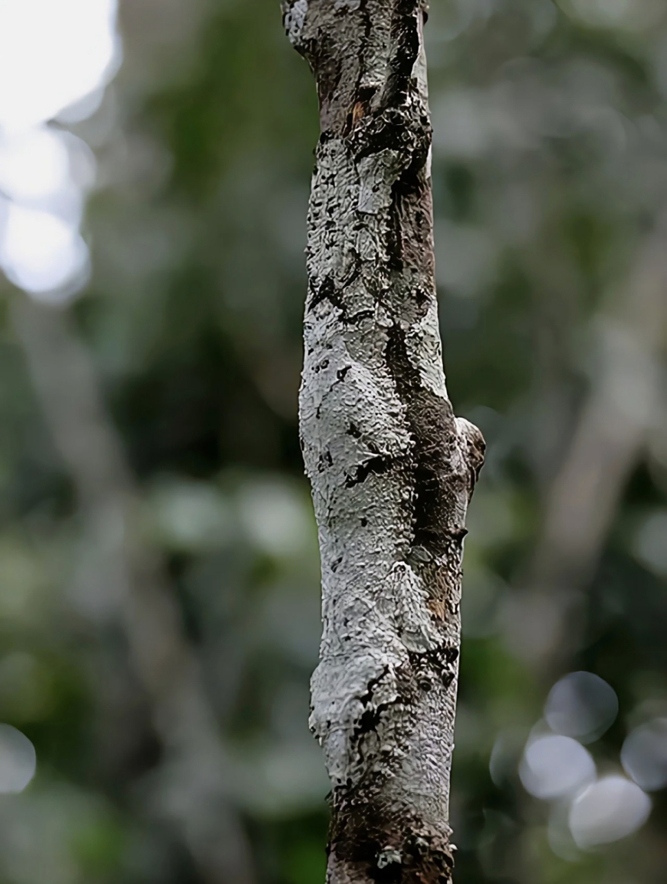 伪装者,你们能看出来图片里的动物吗?