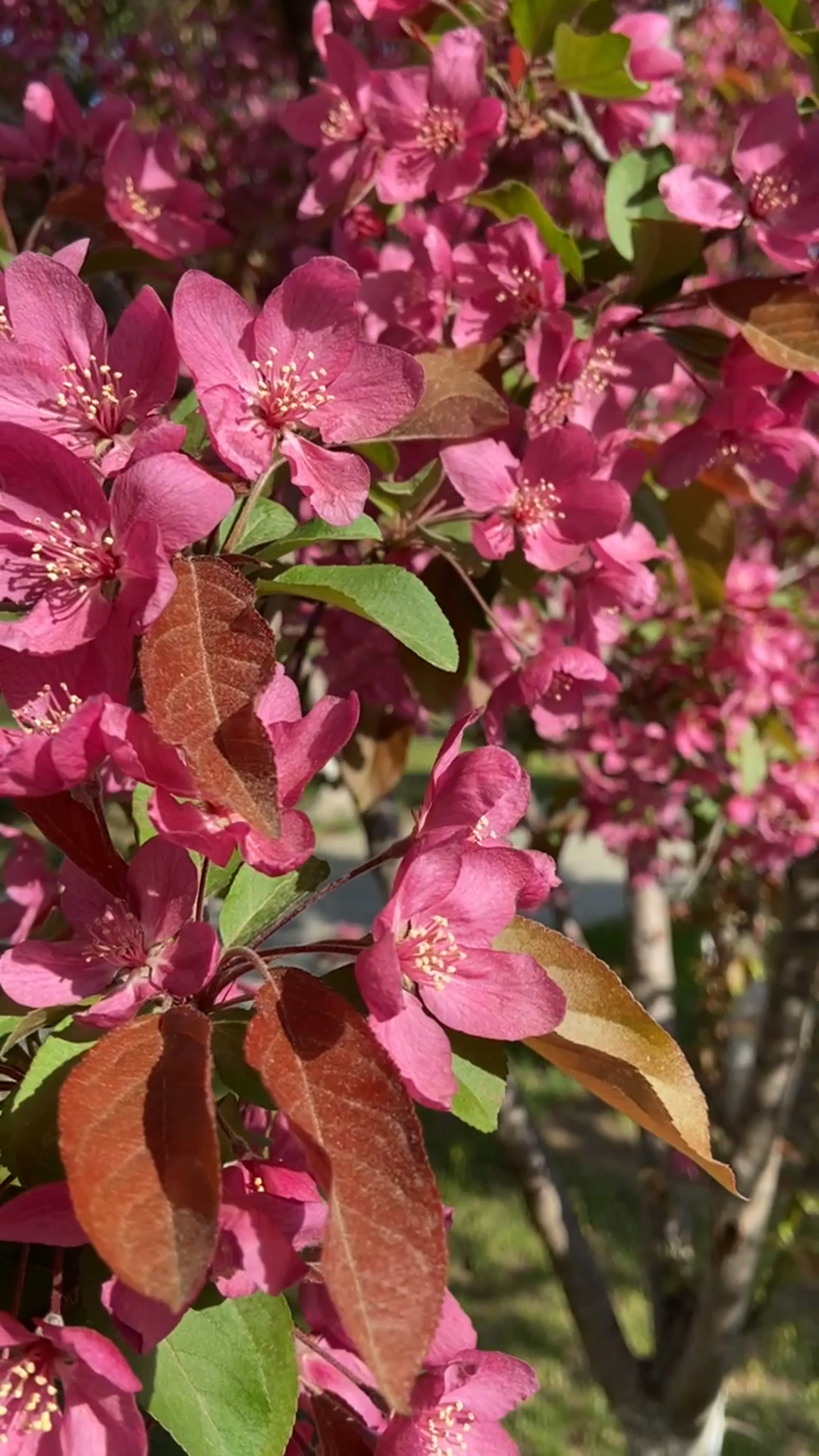 沈阳:正是钻石海棠盛开的季节