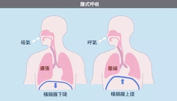 腹式呼吸法图解图片