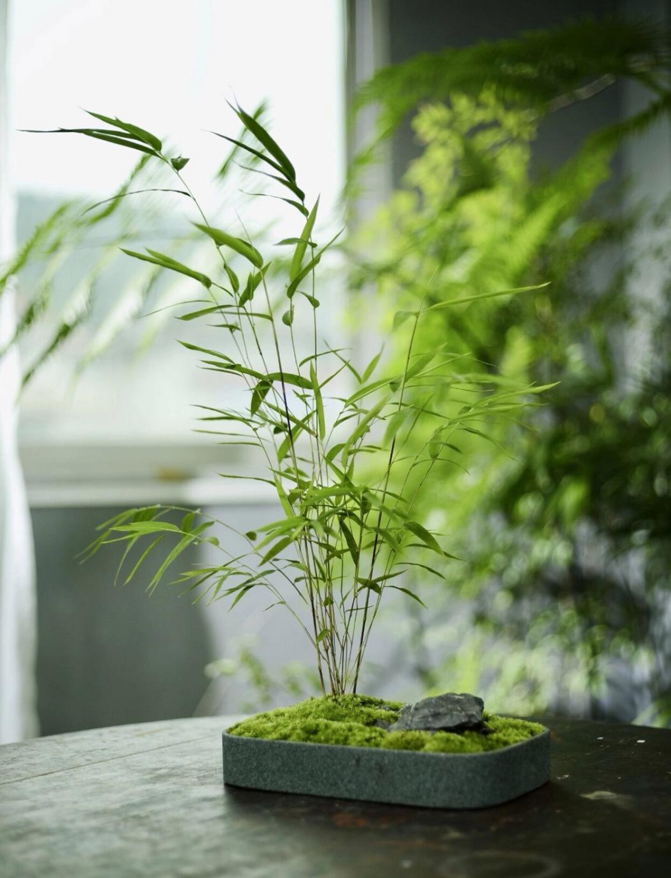 象征意义,备受人们喜爱,下面我们要为大家介绍的是竹子在风水中的作用