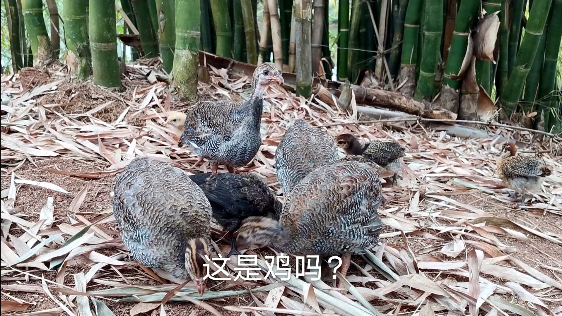 这是鸡吗?看似凶猛却只有被母鸡欺负的份儿,都说它是珍珠鸡