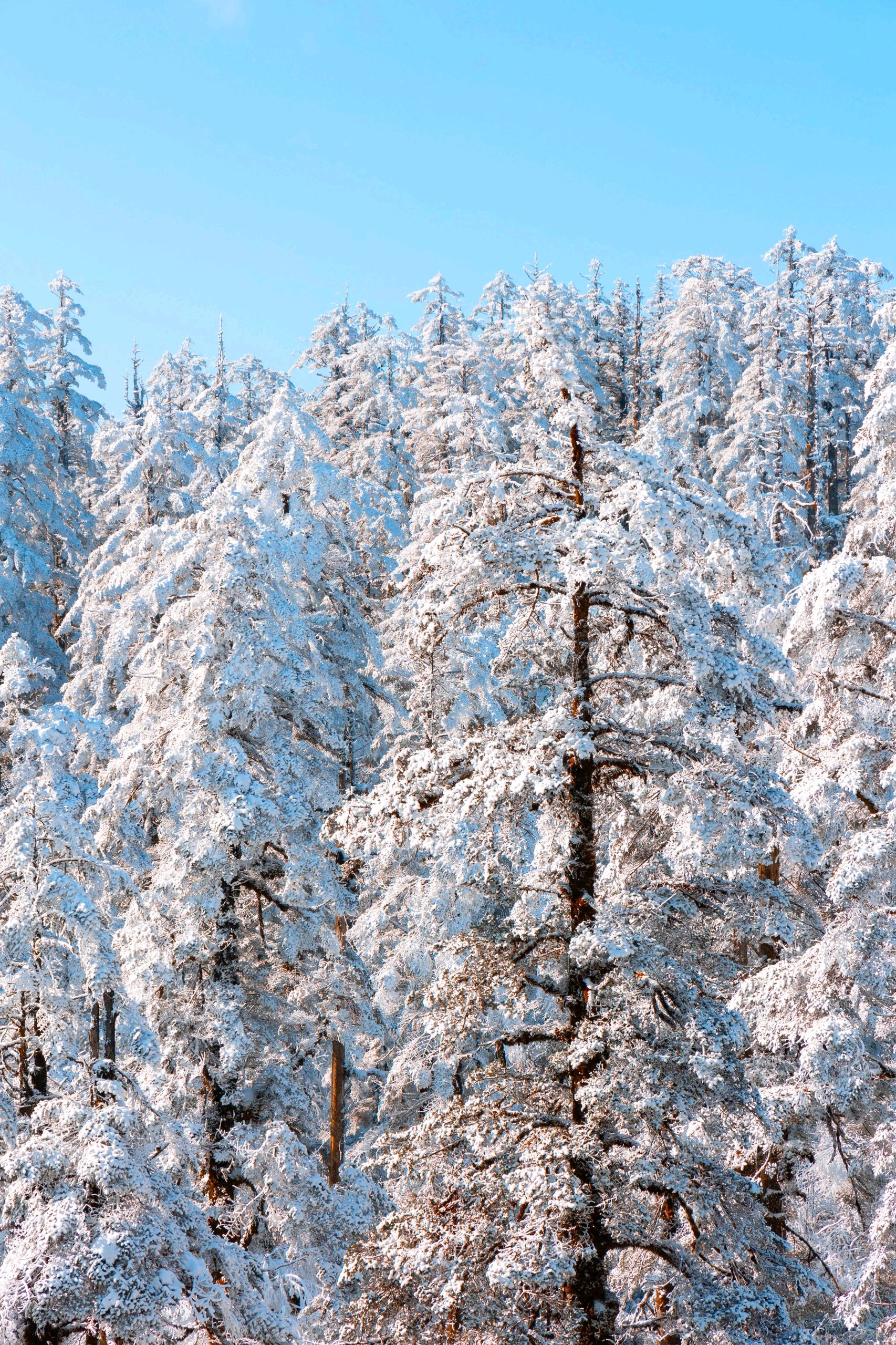 瓦屋山雪景探秘:四川森林公园的冰雪奇遇之旅
