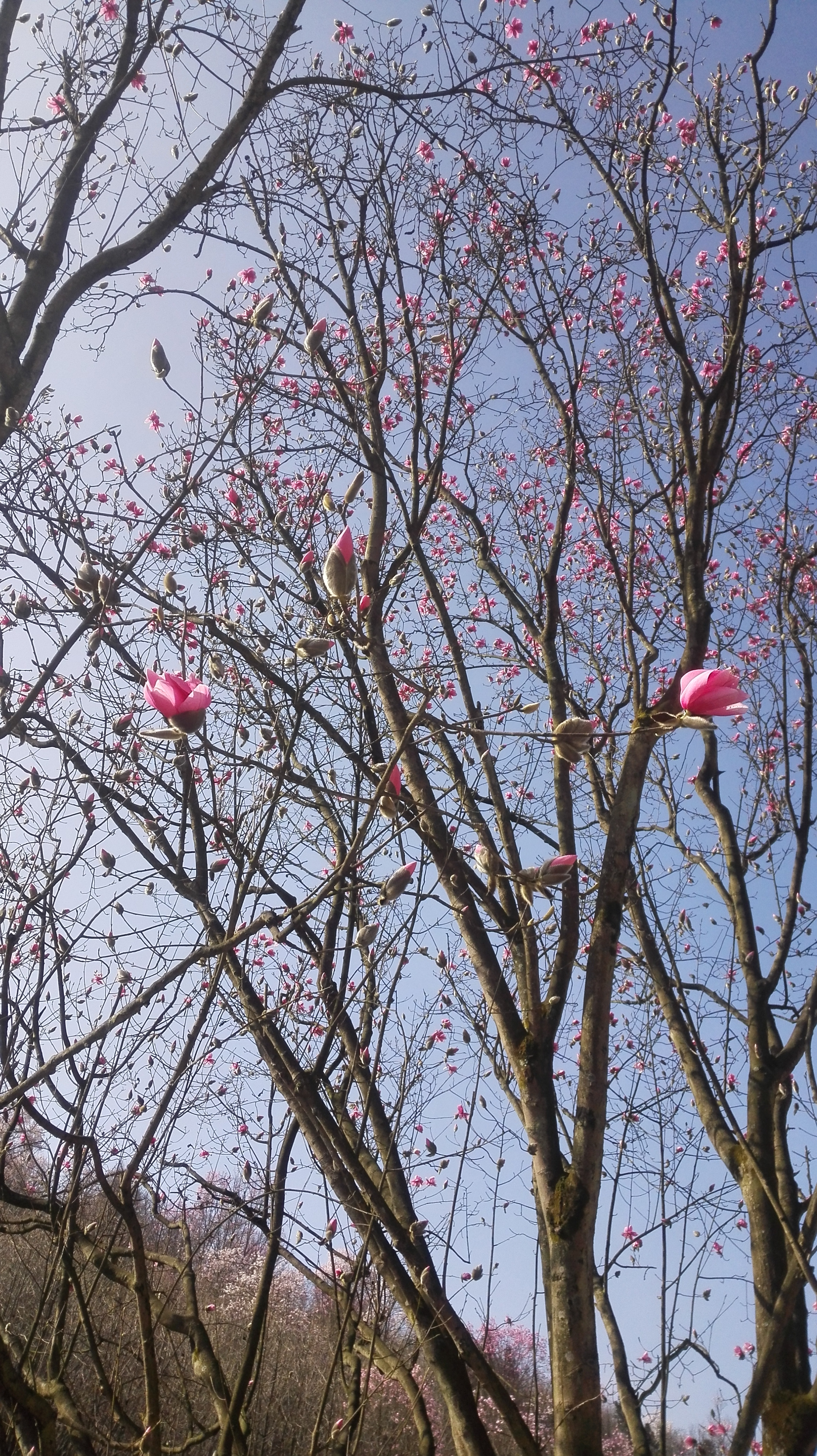 四川江油吴家后山赏辛夷花