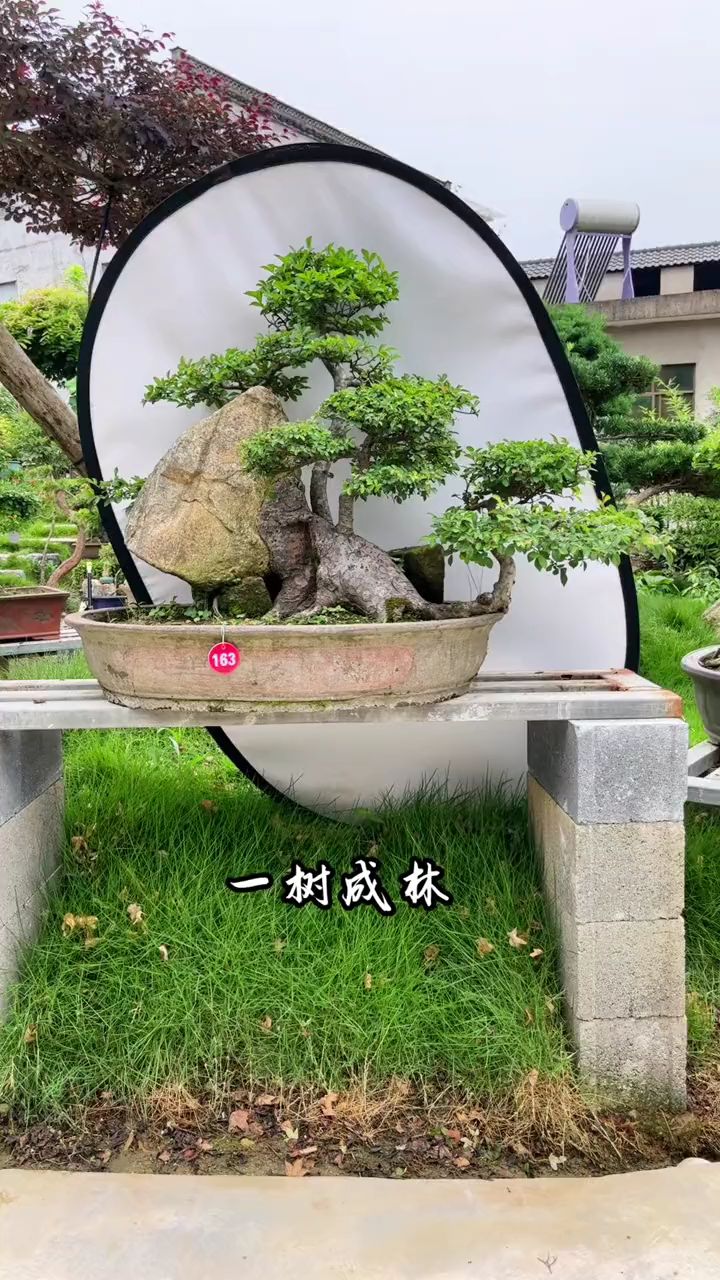 祝大家端午节安康!抱石榆树盆景