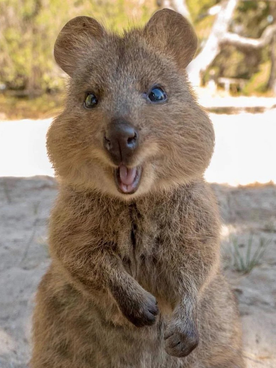 微笑的短尾矮袋鼠 这个即使在睡梦中也是面带微笑的动物是短尾矮袋鼠