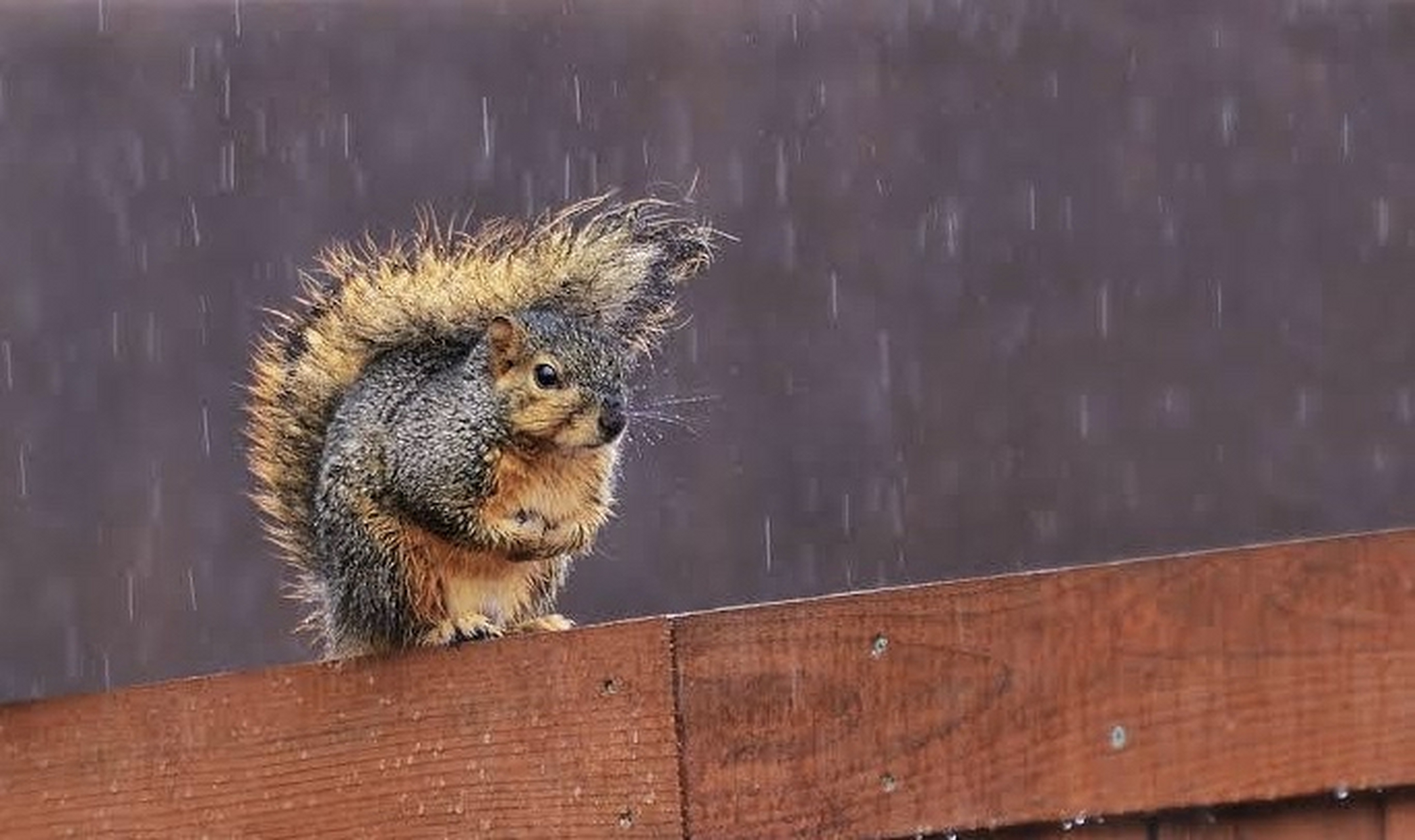 下雨或下雪时,松鼠会用它们的尾巴当做伞