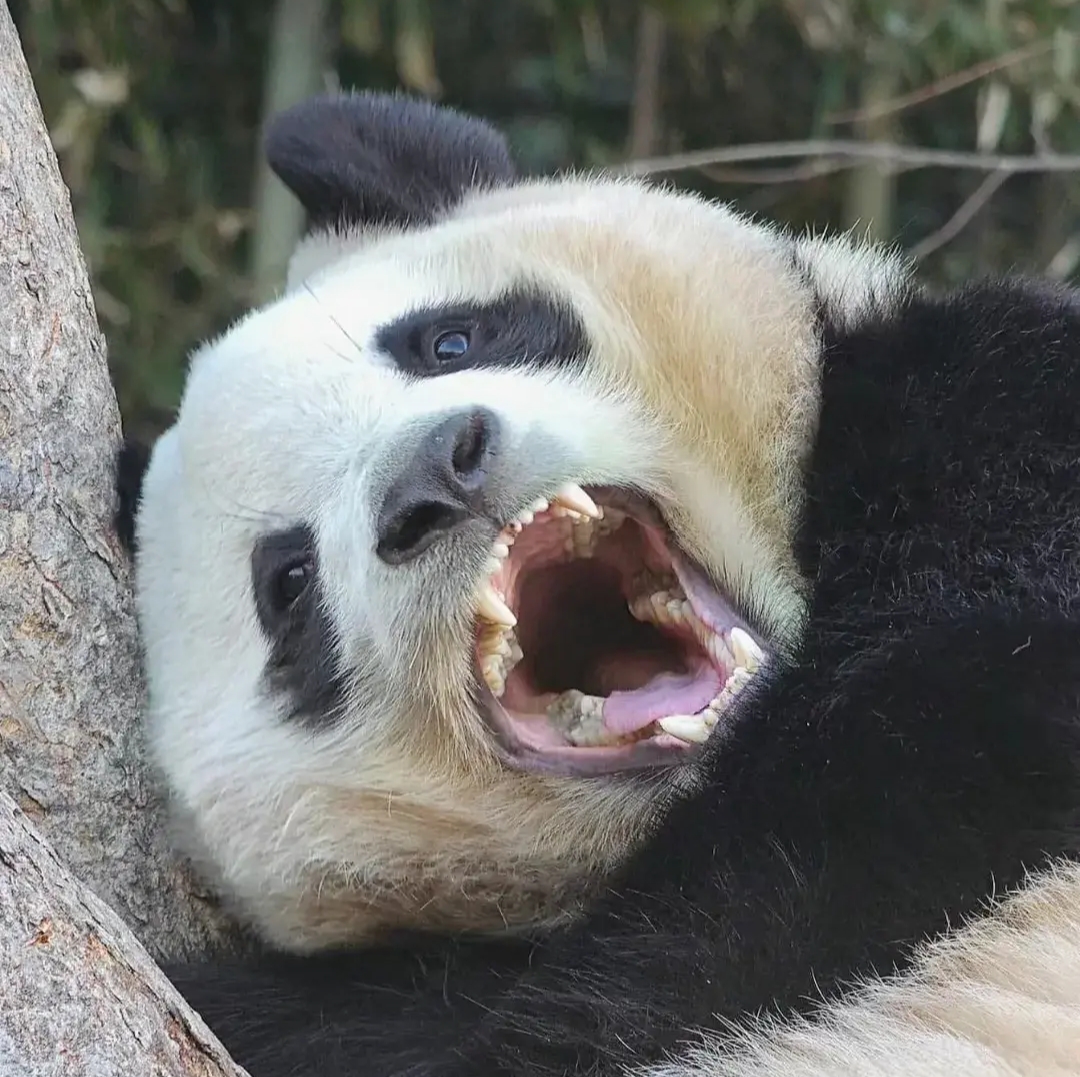 第一次这么清晰的看见熊猫的牙齿! 福宝牙齿原来长得这个样子的啊!