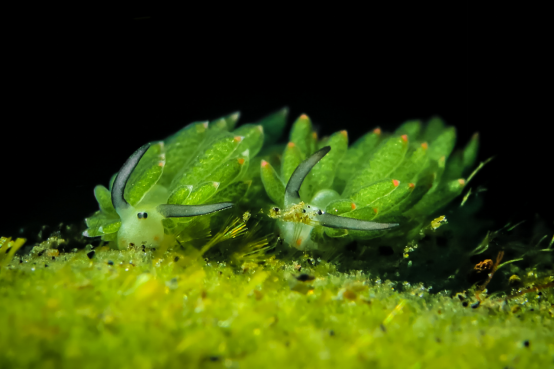 组图:长相酷似绵羊的奇特海洋生物——叶羊