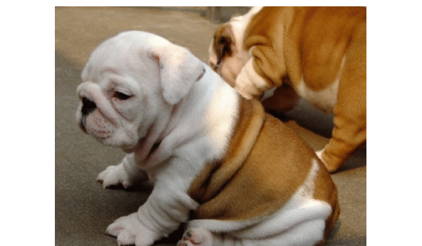 斗牛犬和沙皮狗的区别