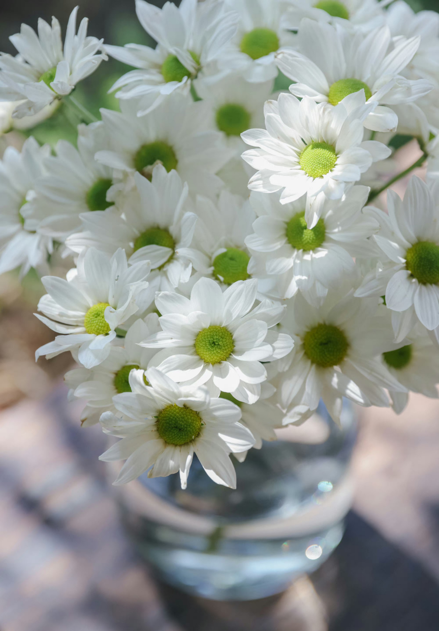 乐作flora|纯洁素雅的索芙特白小菊,清爽了整个初夏 ! ​