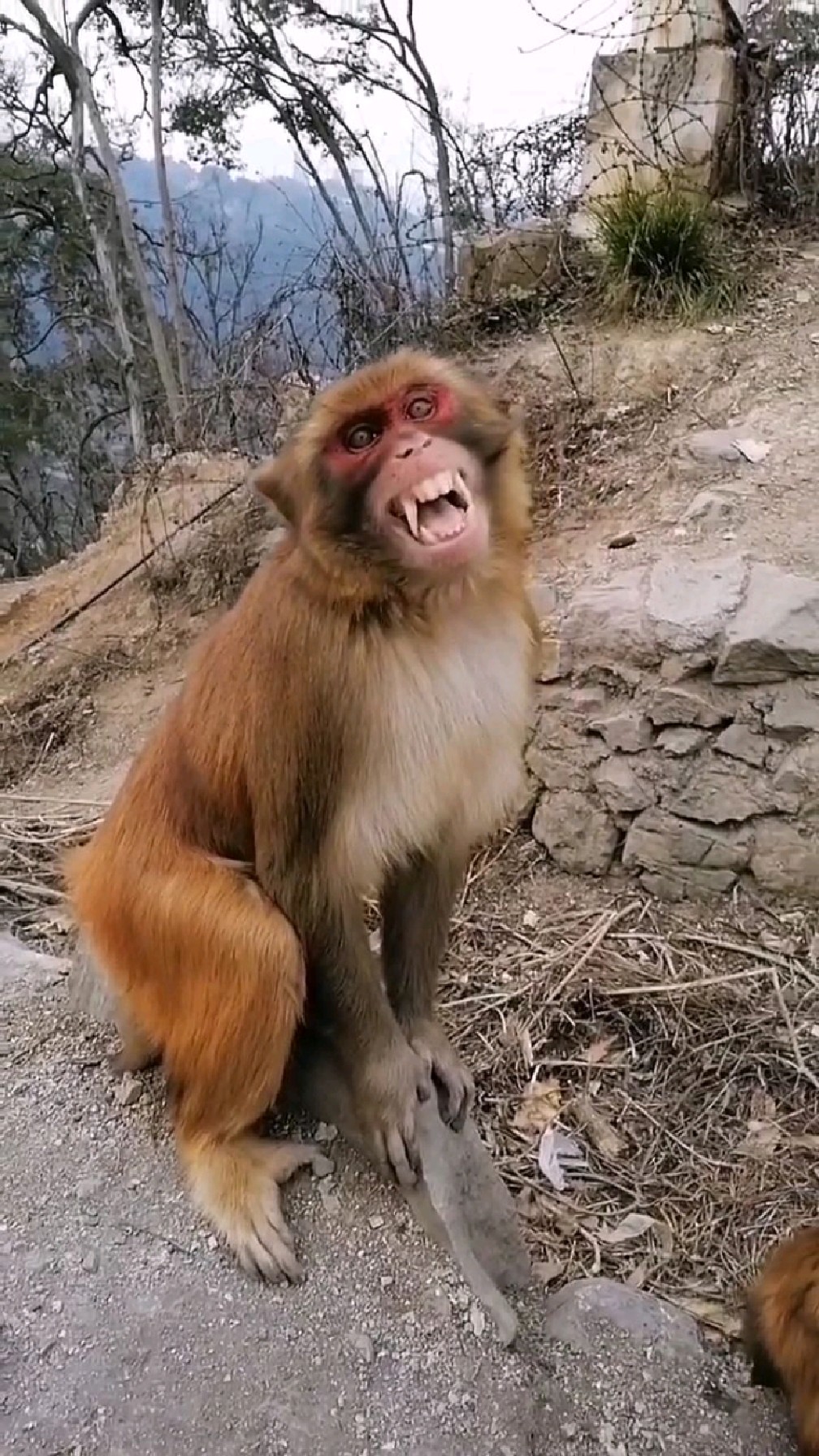 猴哥这表情很到位.