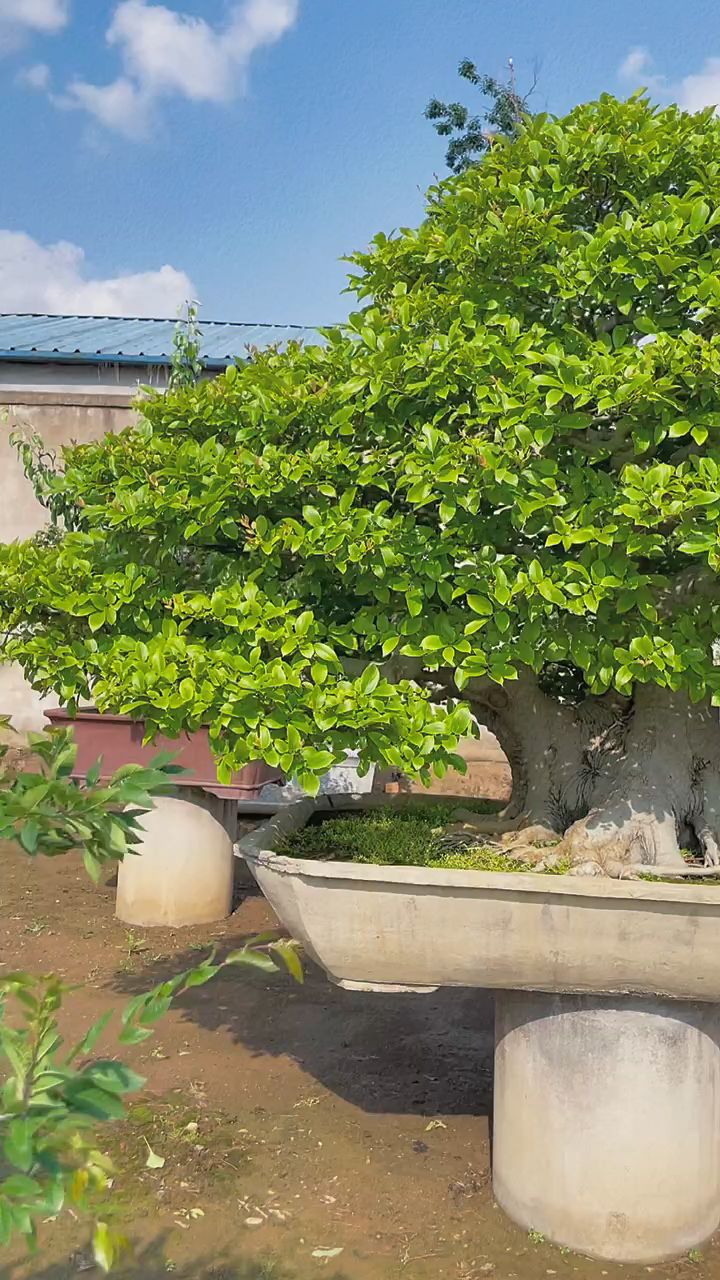 愿所有美好不期而遇 朴树盆景分享